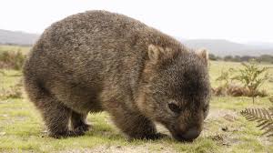 wombat